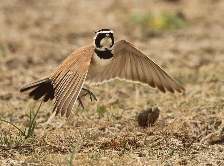     Temminck's (Horned) Lark Eremophila bilopha  , Mitzpe Ramon , March 2012 Lior Kislev